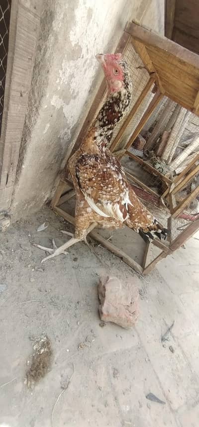 aseel mianwali cheeni mashallah