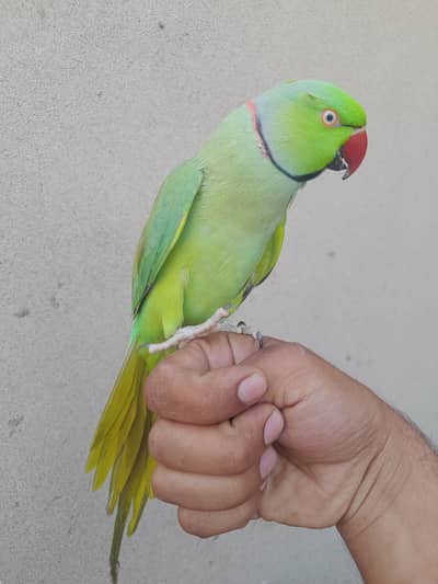 tame mitho on mood visling sitya