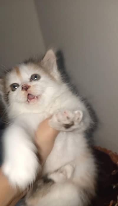 Persian kitten double coat