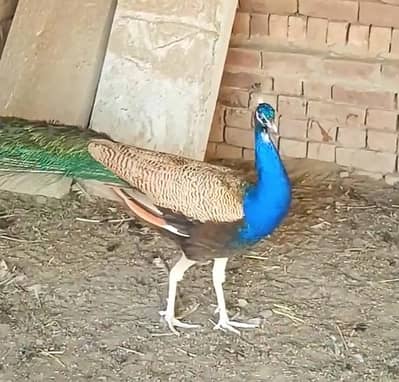 Peacock For Sale ( مور برائے فروخت  )