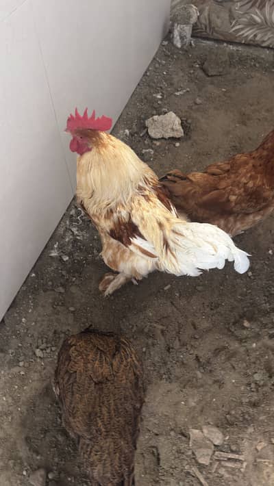 4 Hens and 2 Roosters