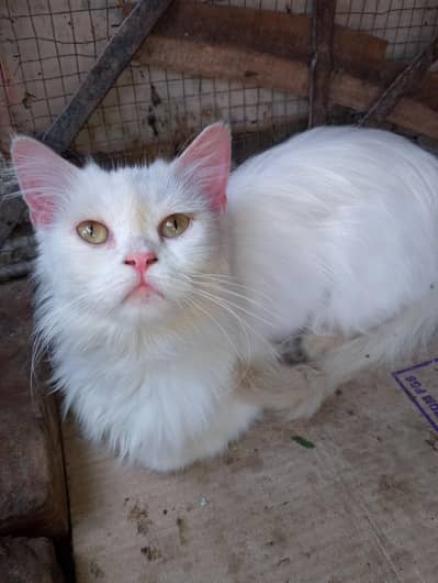 female Persian cat 