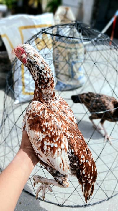 aseel cheeni madi female for sale