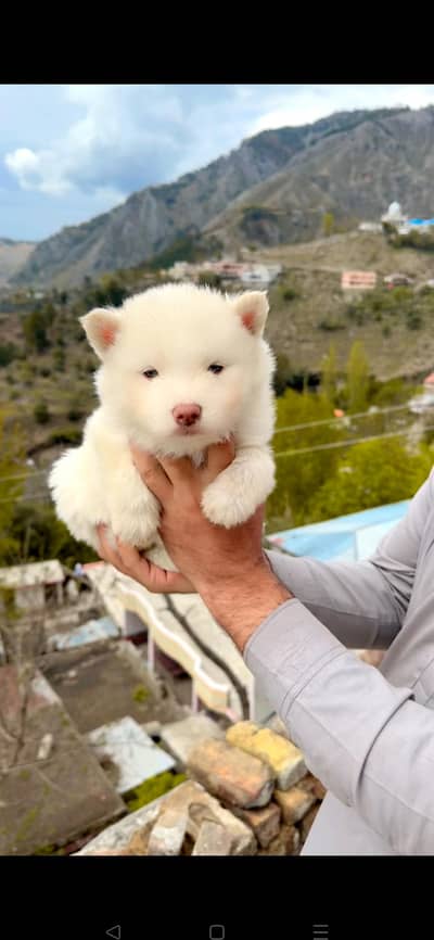 White Siberian Husky Puppies