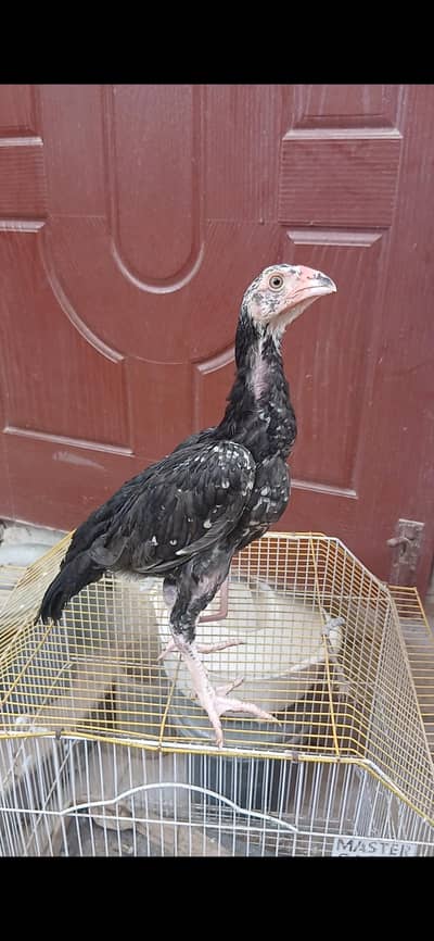 Aseel jageeri chicks