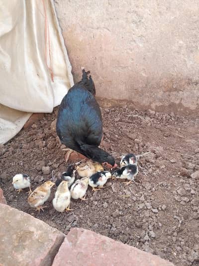 Aseel mushki Madi with chicks