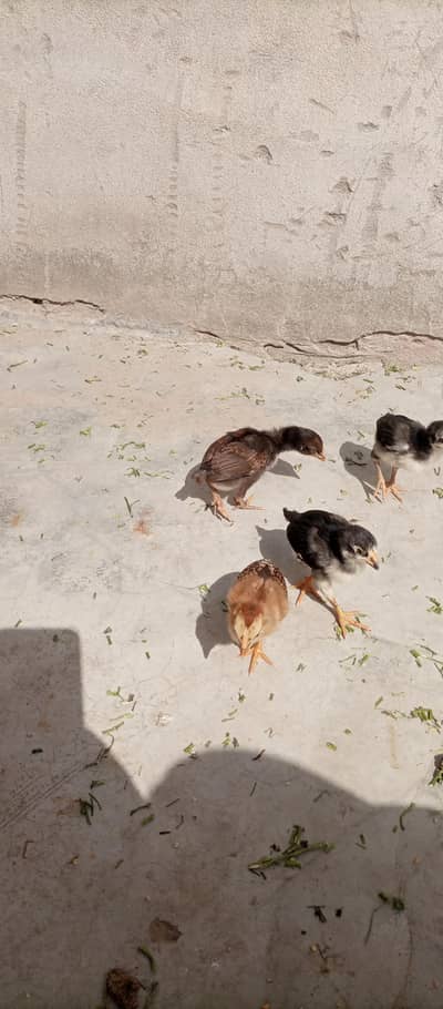 Pure Aseel Chicks For Sale