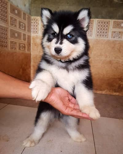 Siberian Huskies Blue eyes Top notch quality avail wattsap 03294018736