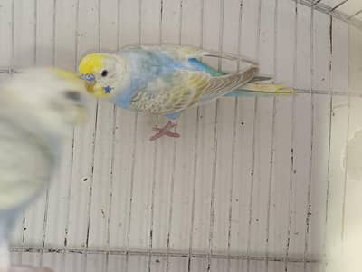 Rainbow Budgies For Sale