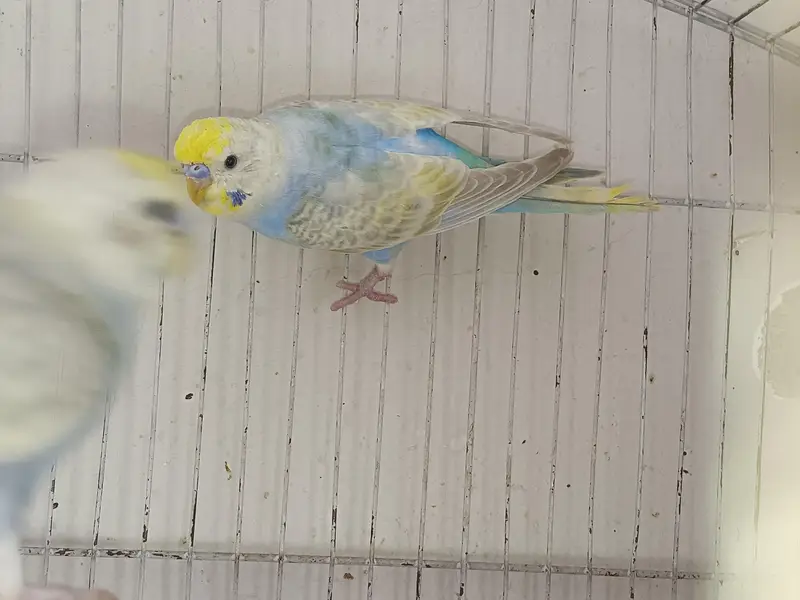 Rainbow Budgies For Sale — photo 2