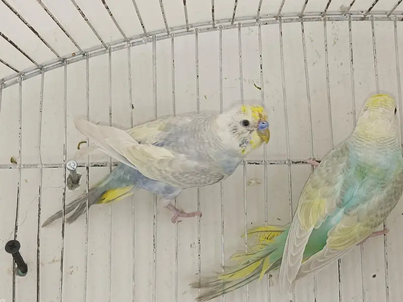 Rainbow Budgies For Sale — photo 3