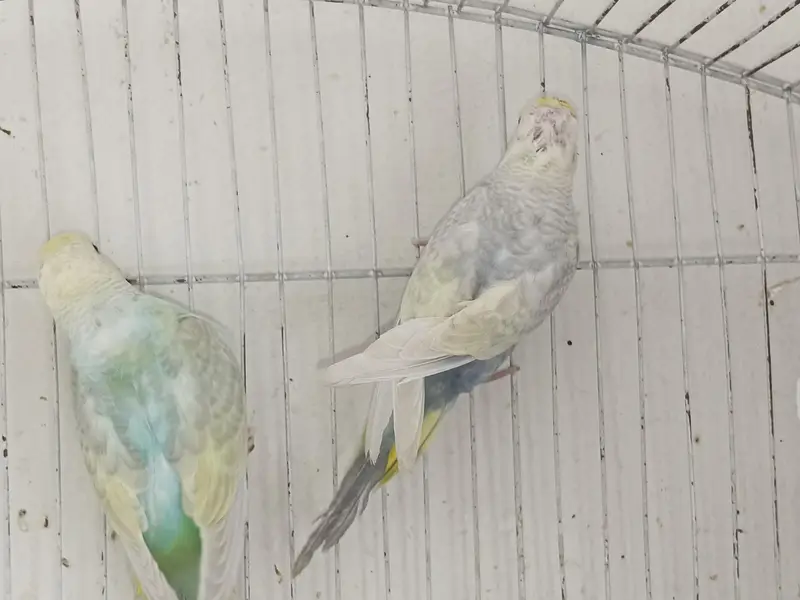 Rainbow Budgies For Sale — photo 4