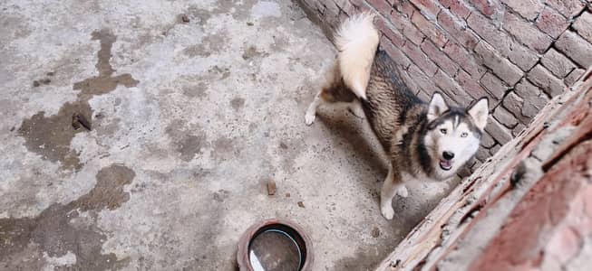 healthy and active female