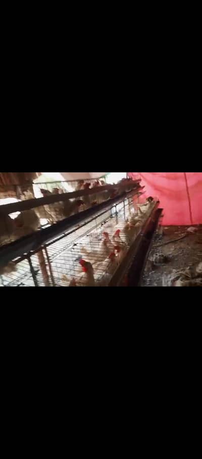 poultry cages for sales