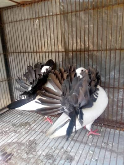 black tail pair breeder for sale