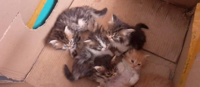 Persian kittens
