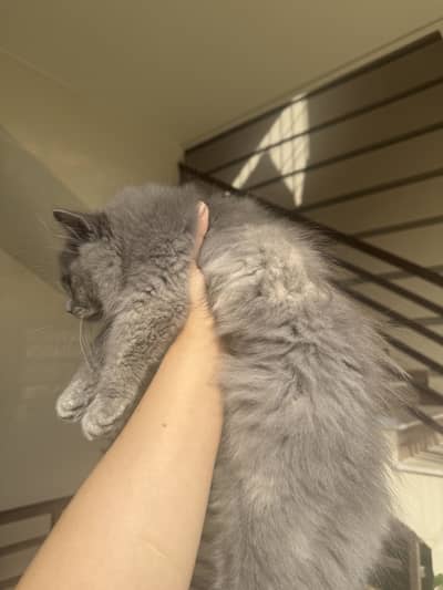 Persian cat double coated