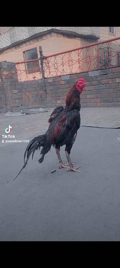 Thai+wait 03154181910