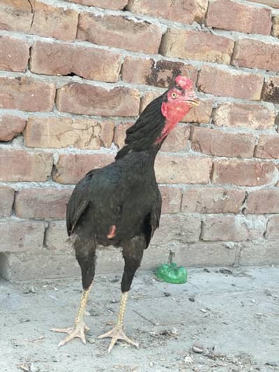 Mianwali Thai cross patha for sale + exchange possible