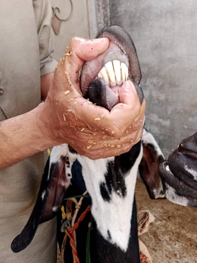 Active and Healthy Goat for sale