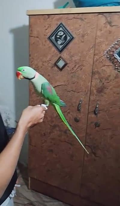 Kashmiri raw parrot for sale