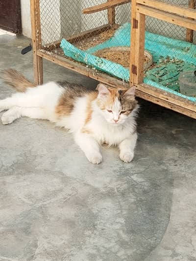 Persian cat for sale