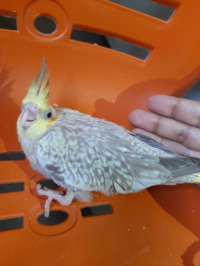 2 monts around cocktail baby beautiful piece full coverd and active