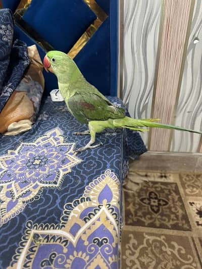 kashmiri raw parrot female for sale