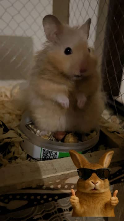 Cute Hamster