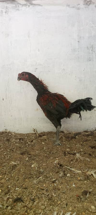 Quality black skin dragon trio