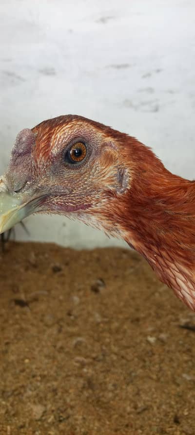 Quality Dragon females