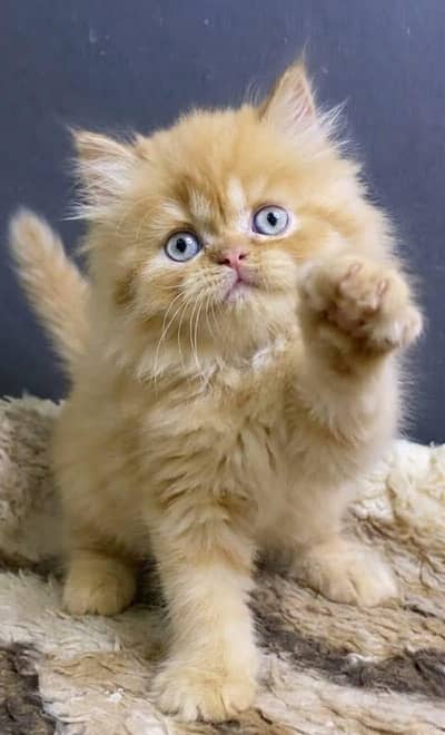 triple coated Persian kittens