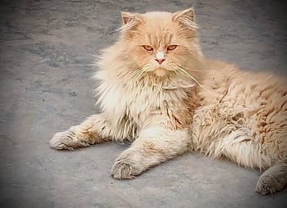 Cats for sell  3 1o48 2o 3 74