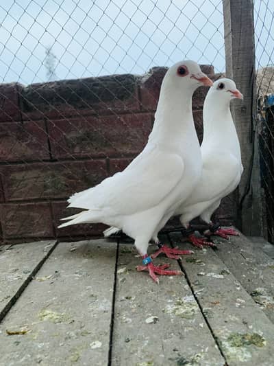White fancy pigeon