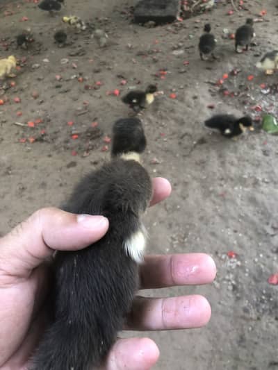4 breeder ducks 14 baby