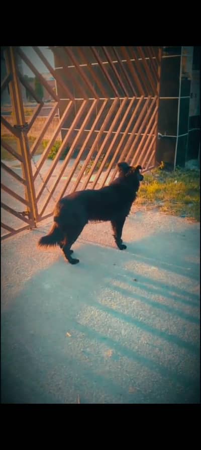 German shepherd quality breeder pair male and  female for sale