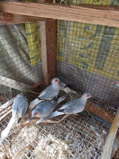 Silver Doves breeder pairs