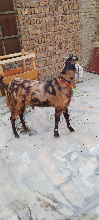 2 dant big qurbani Bakra