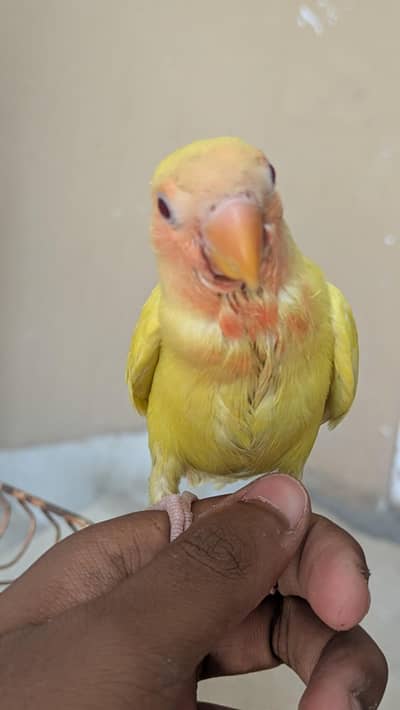 Hand Tamed Lutino Red Eye Baby (Hand-Feeding)