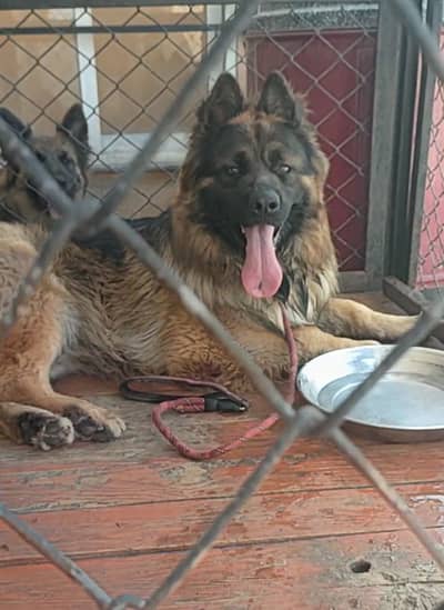 German Shepherd (GSD) Confirm Stud Available