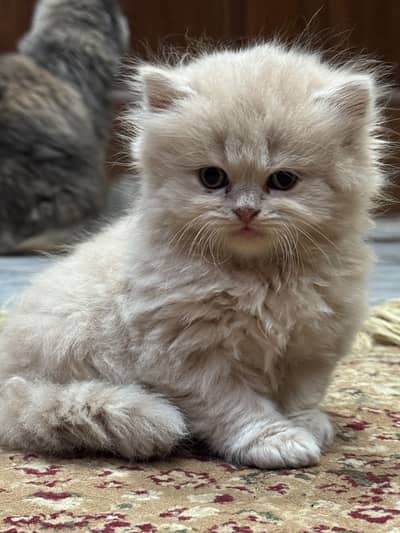 Triple coat fawan and smoke color kittens available