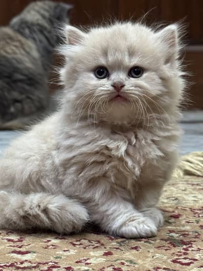 Triple coat fawan and smoke color kittens available