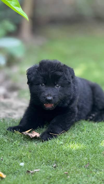 Pink Pedigree German Shepherd Male and Female Puppies