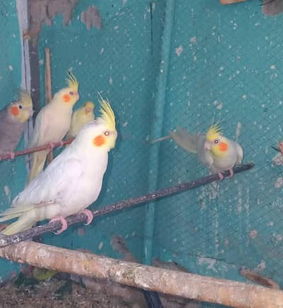 3 Single red eyes cockatiel female 1 black male