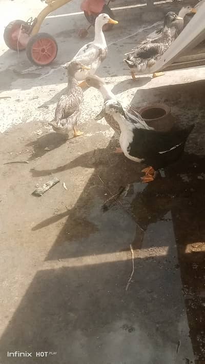 Desi ducks 14 pieces