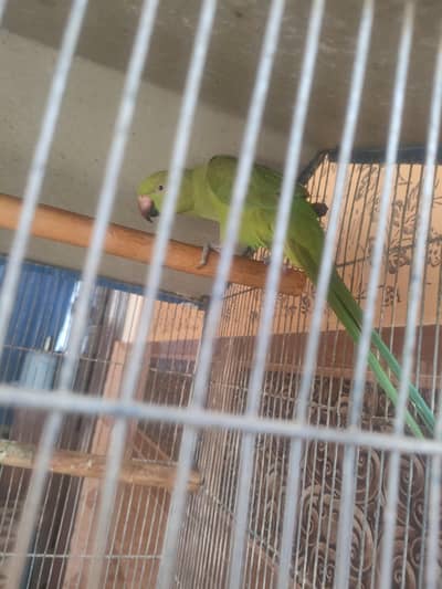Green Ring neck female adult parrot