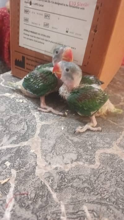 Raw Parrot Chicks For Sale