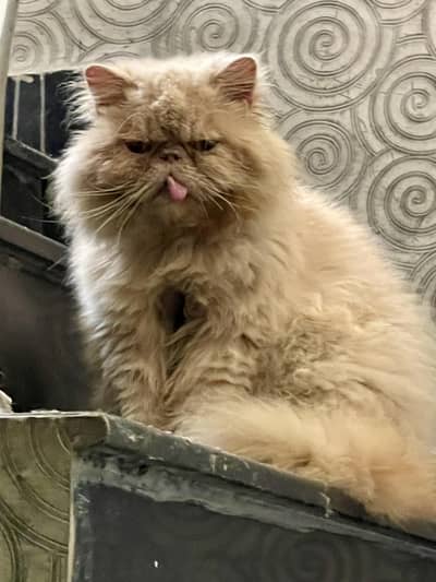 Persian Male and Female