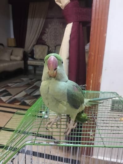Raw Parrot