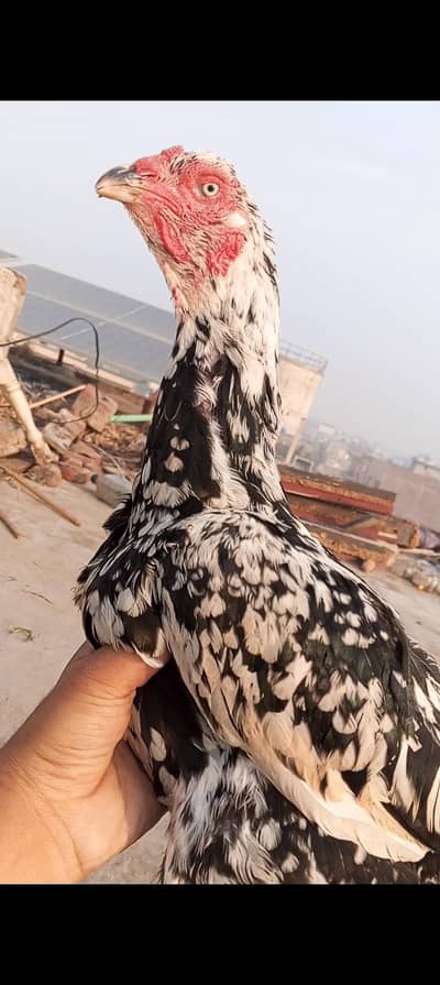 Top Quality Kamaliya Aseel Murgi Madi Female 03098573144